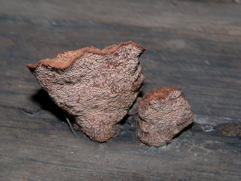 Su legno lavorato 0002. - (Gloeophyllum odoratum)